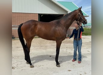 Thoroughbred, Gelding, 3 years, 17 hh, Brown-Light