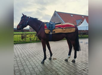 Thoroughbred, Gelding, 3 years, Brown