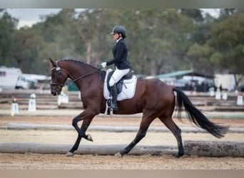 Thoroughbred, Gelding, 3 years