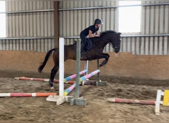 Thoroughbred, Gelding, 4 years, 15.1 hh, Brown Thoroughbred, Gelding, 4 years, 15.1 hh, Brown
