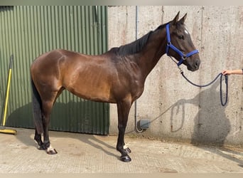 Thoroughbred, Gelding, 4 years, 15.1 hh, Brown Thoroughbred, Gelding, 4 years, 15.1 hh, Brown