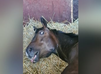 Thoroughbred, Gelding, 4 years, 15.1 hh, Smoky-Black