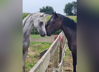 Thoroughbred, Gelding, 4 years, 15.1 hh, Smoky-Black