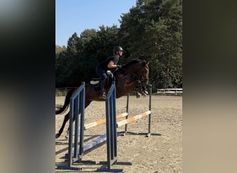 Thoroughbred, Gelding, 4 years, 15,2 hh, Bay