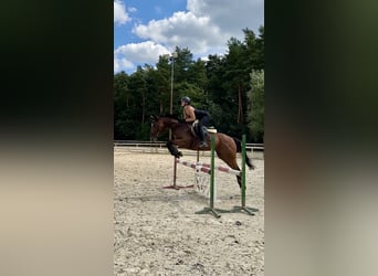 Thoroughbred, Gelding, 4 years, 15,2 hh, Bay