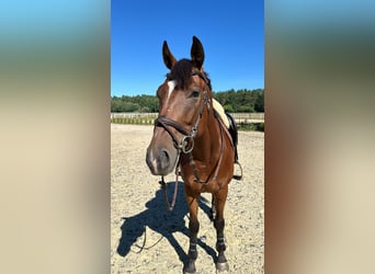 Thoroughbred, Gelding, 4 years, 15,2 hh, Bay