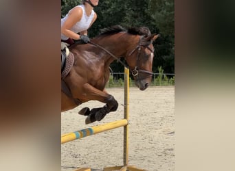 Thoroughbred, Gelding, 4 years, 15,2 hh, Bay