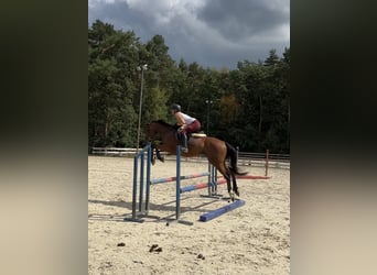 Thoroughbred, Gelding, 4 years, 15,2 hh, Bay