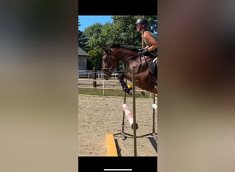 Thoroughbred, Gelding, 4 years, 15,2 hh, Bay