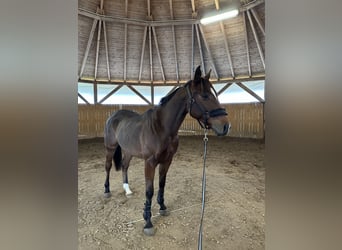 Thoroughbred, Gelding, 4 years, 15,2 hh, Bay