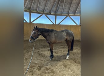 Thoroughbred, Gelding, 4 years, 15,2 hh, Bay