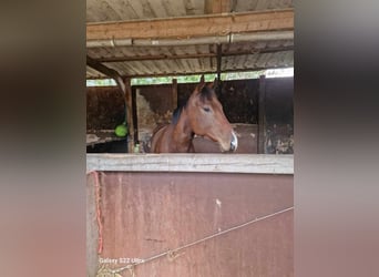 Thoroughbred, Gelding, 4 years, 15,2 hh, Brown