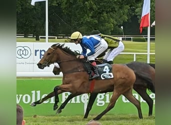 Thoroughbred, Gelding, 4 years, 15.2 hh, Brown