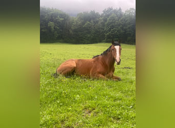 Thoroughbred, Gelding, 4 years, 15.2 hh, Brown