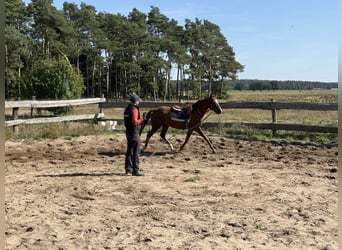 Thoroughbred, Gelding, 4 years, 15.2 hh, Chestnut-Red