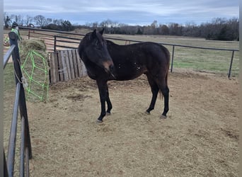 Thoroughbred, Gelding, 4 years, 15 hh, Bay-Dark