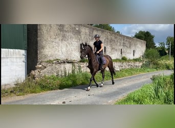 Thoroughbred, Gelding, 4 years, 15,1 hh