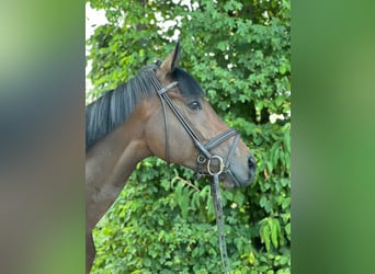 Thoroughbred, Gelding, 4 years, 15,2 hh, Brown