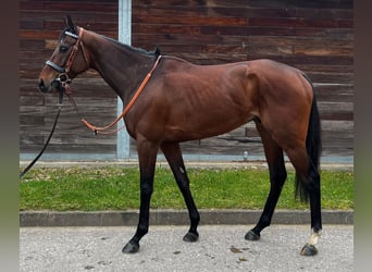 Thoroughbred, Gelding, 4 years, 15,2 hh, Brown