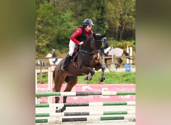 Thoroughbred, Gelding, 4 years, 16,1 hh, Brown