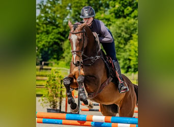 Thoroughbred, Gelding, 4 years, 16,1 hh, Brown