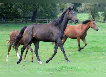 Englisches Vollblut, Wallach, 4 Jahre, 16 hh, Dunkelbrauner