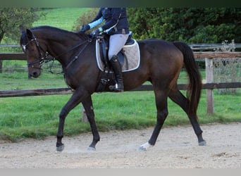 Thoroughbred, Gelding, 4 years, 16 hh, Bay-Dark