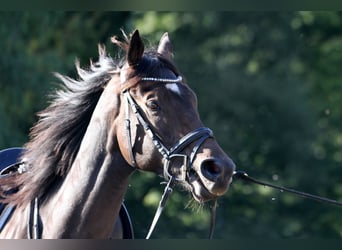 Englisches Vollblut, Wallach, 4 Jahre, 16 hh, Dunkelbrauner