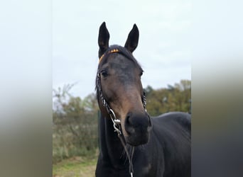 Thoroughbred, Gelding, 4 years, 16 hh, Bay-Dark