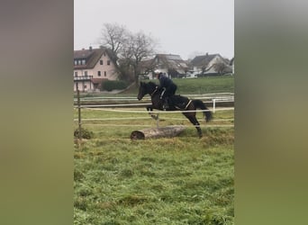 Thoroughbred, Gelding, 4 years, 16 hh, Bay-Dark