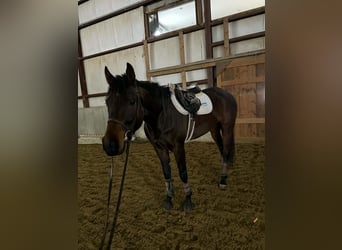 Thoroughbred, Gelding, 4 years, 16 hh, Bay