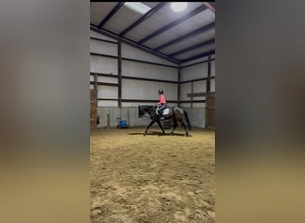 Thoroughbred, Gelding, 4 years, 16 hh, Bay