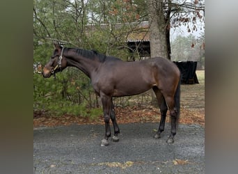 Thoroughbred, Gelding, 4 years, 16 hh, Bay