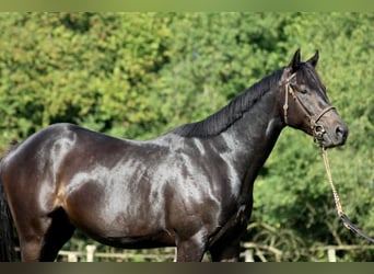 Thoroughbred, Gelding, 4 years, 16 hh, Black