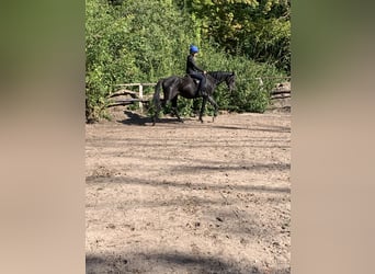 Thoroughbred, Gelding, 4 years, 16 hh, Black