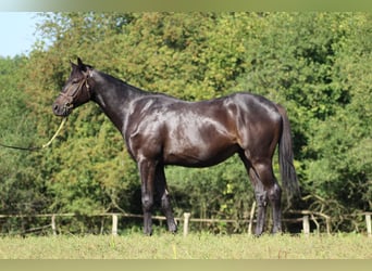 Thoroughbred, Gelding, 4 years, 16 hh, Black