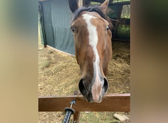 Thoroughbred, Gelding, 4 years, 16 hh, Brown