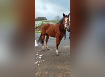 Thoroughbred, Gelding, 4 years, 16 hh, Brown