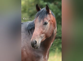 Thoroughbred, Gelding, 4 years, 16 hh, Brown