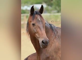 Thoroughbred, Gelding, 4 years, 16 hh, Brown
