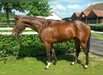 Thoroughbred, Gelding, 4 years, 16 hh, Brown