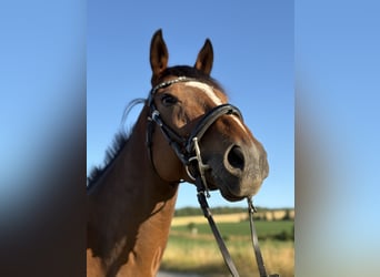 Thoroughbred, Gelding, 4 years, 16 hh, Brown