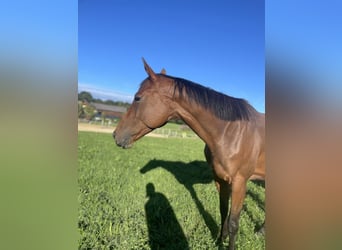 Thoroughbred, Gelding, 4 years, 16 hh, Brown