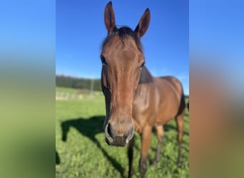 Thoroughbred, Gelding, 4 years, 16 hh, Brown