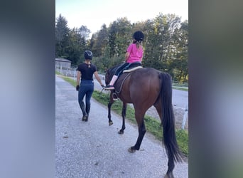 Thoroughbred, Gelding, 4 years, 16 hh, Brown