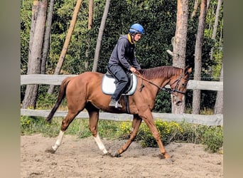 Thoroughbred, Gelding, 4 years, 16 hh, Chestnut-Red