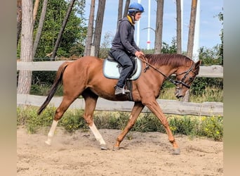 Thoroughbred, Gelding, 4 years, 16 hh, Chestnut-Red