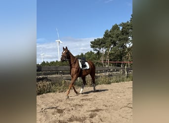 Thoroughbred, Gelding, 4 years, 16 hh, Chestnut-Red