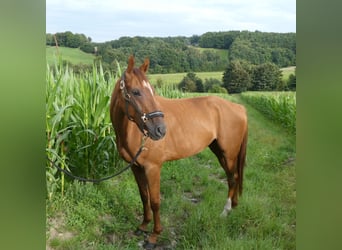 Thoroughbred, Gelding, 4 years, 16 hh, Chestnut-Red