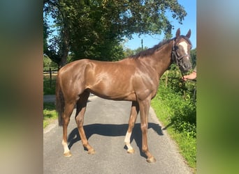 Thoroughbred, Gelding, 4 years, 16 hh, Chestnut-Red